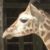 Profile picture of giraffe79