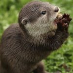 Profile picture of BefuzzledOtter